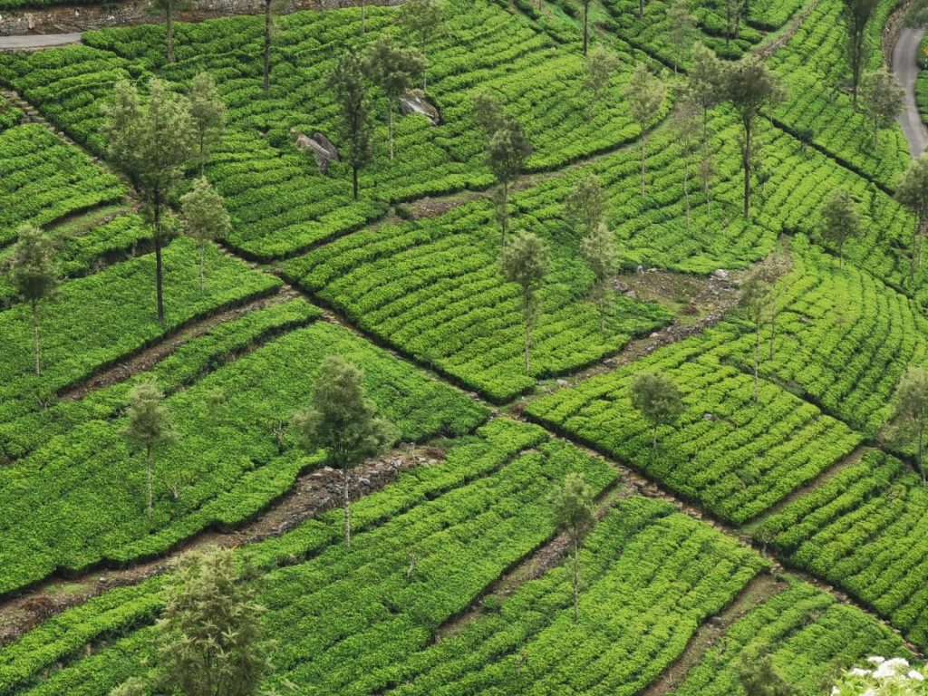 ceylon tea plantation in sri lanka